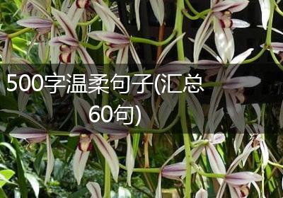 500字温柔句子(汇总60句)