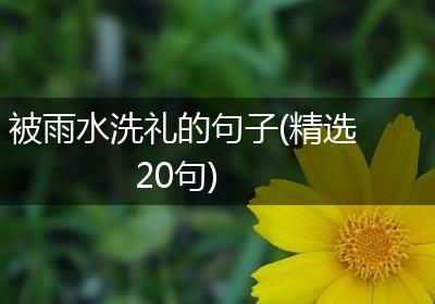 被雨水洗礼的句子(精选20句)