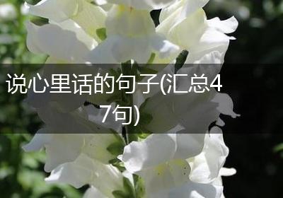 说心里话的句子(汇总47句)