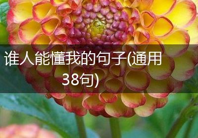 谁人能懂我的句子(通用38句)
