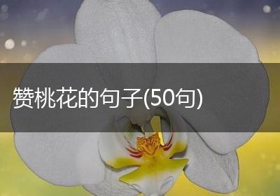 赞桃花的句子(50句)
