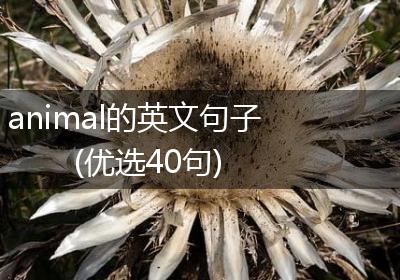 animal的英文句子(优选40句)
