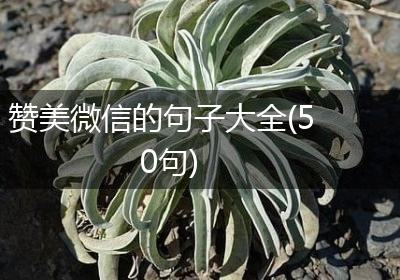 赞美微信的句子大全(50句)