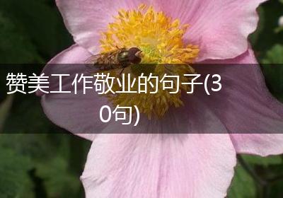 赞美工作敬业的句子(30句)
