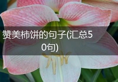 赞美柿饼的句子(汇总50句)