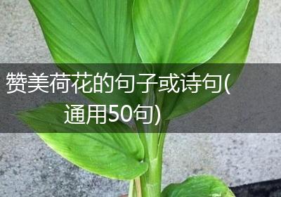 赞美荷花的句子或诗句(通用50句)