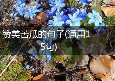 赞美苦瓜的句子(通用15句)