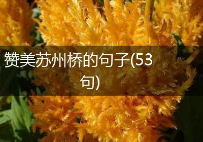 赞美苏州桥的句子(53句)