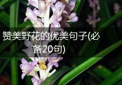 赞美野花的优美句子(必备20句)