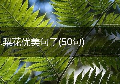 .梨花优美句子(50句)