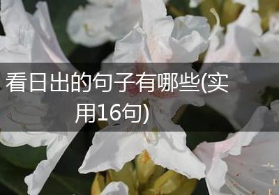 看日出的句子有哪些(实用16句)