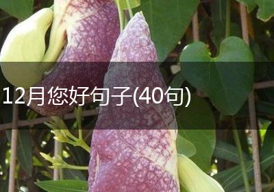 12月您好句子(40句)