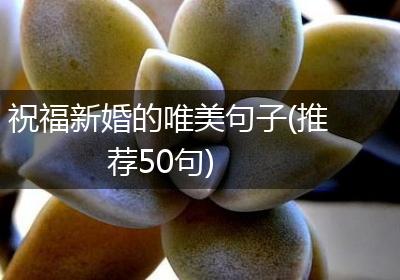 祝福新婚的唯美句子(推荐50句)