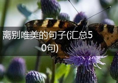 离别唯美的句子(汇总50句)