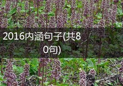 2016内涵句子(共80句)
