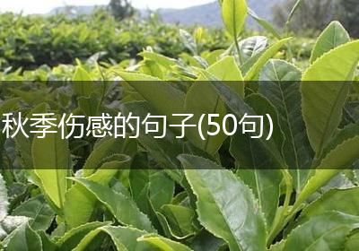 秋季伤感的句子(50句)
