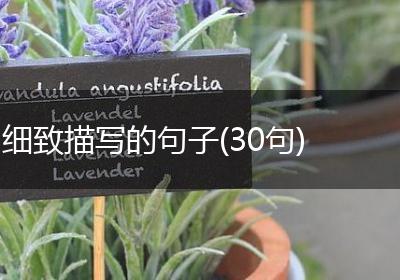 细致描写的句子(30句)