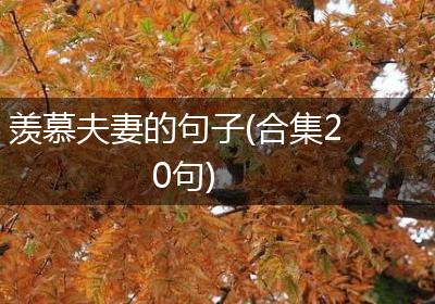 羡慕夫妻的句子(合集20句)