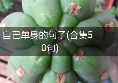 自己单身的句子(合集50句)
