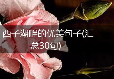 西子湖畔的优美句子(汇总30句)