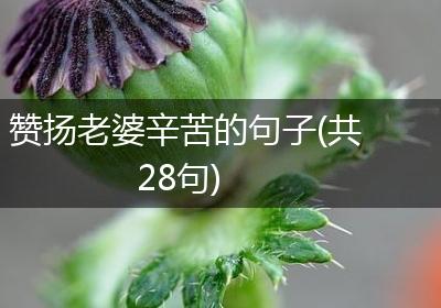 赞扬老婆辛苦的句子(共28句)