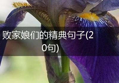 败家娘们的精典句子(20句)