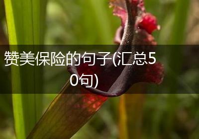 赞美保险的句子(汇总50句)