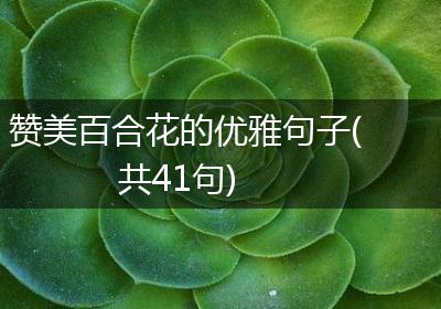 赞美百合花的优雅句子(共41句)