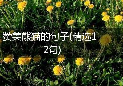 赞美熊猫的句子(精选12句)