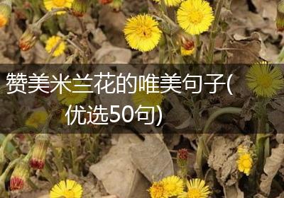 赞美米兰花的唯美句子(优选50句)
