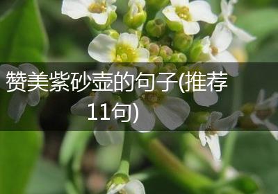 赞美紫砂壶的句子(推荐11句)
