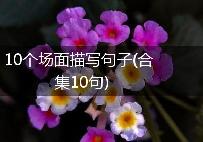 10个场面描写句子(合集10句)