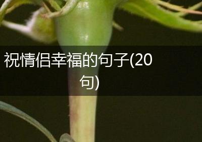 祝情侣幸福的句子(20句)