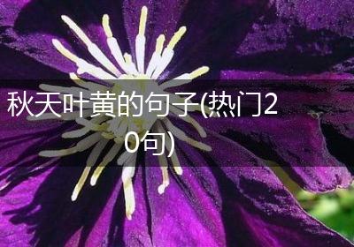 秋天叶黄的句子(热门20句)