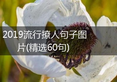 2019流行撩人句子图片(精选60句)