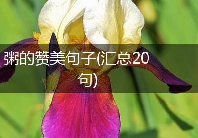 粥的赞美句子(汇总20句)