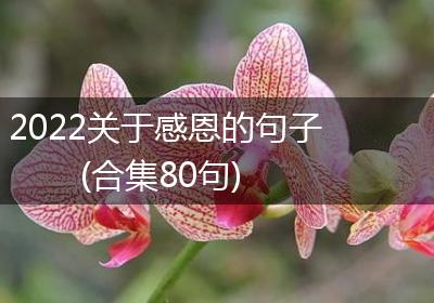 2022关于感恩的句子(合集80句)