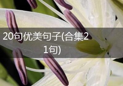 20句优美句子(合集21句)
