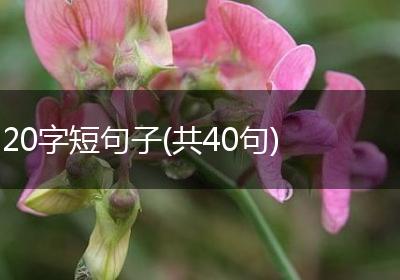 20字短句子(共40句)