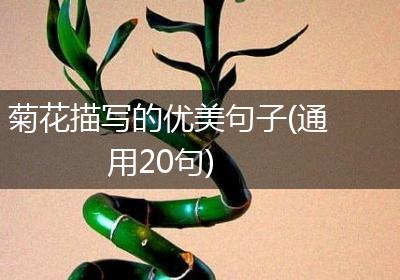 菊花描写的优美句子(通用20句)