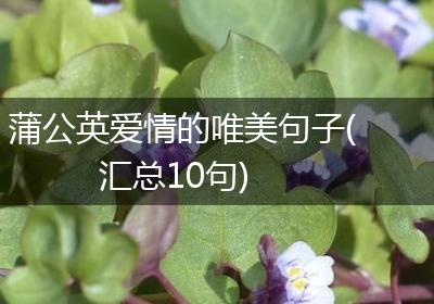 蒲公英爱情的唯美句子(汇总10句)