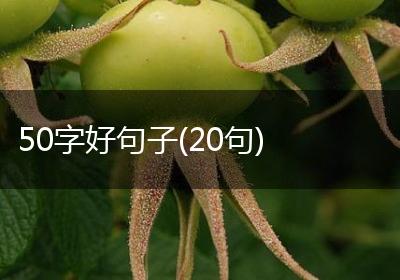 50字好句子(20句)