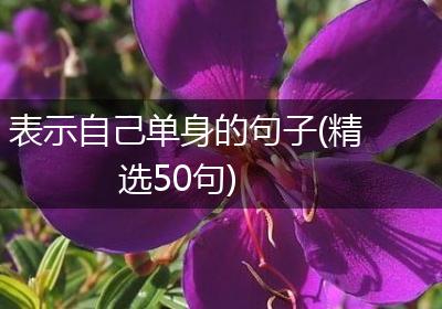 表示自己单身的句子(精选50句)
