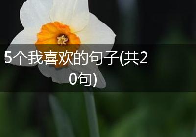 5个我喜欢的句子(共20句)