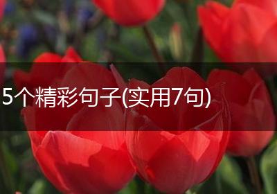 5个精彩句子(实用7句)