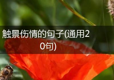 触景伤情的句子(通用20句)