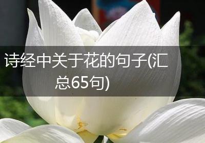 诗经中关于花的句子(汇总65句)