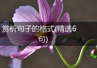 赏析句子的格式(精选6句)