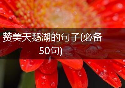 赞美天鹅湖的句子(必备50句)