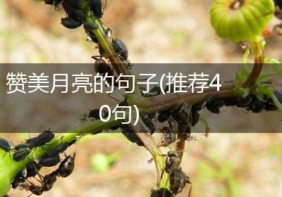 赞美月亮的句子(推荐40句)